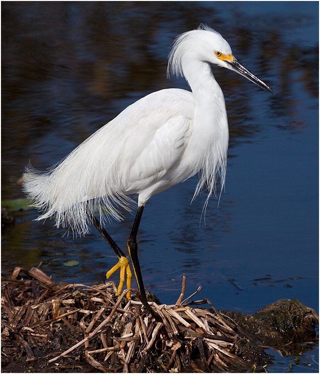 Wakodahatchee 2011 1699 Snowy Egret by Lake P O'Malley